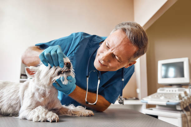 Best Chipped Tooth Repair Near Me  in Hancock, MI